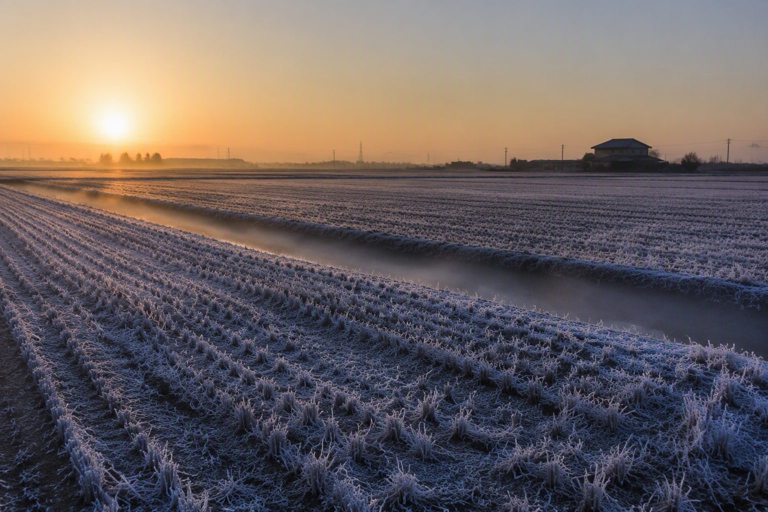 January hoarfrost over a Saitama rice paddy at dawn
